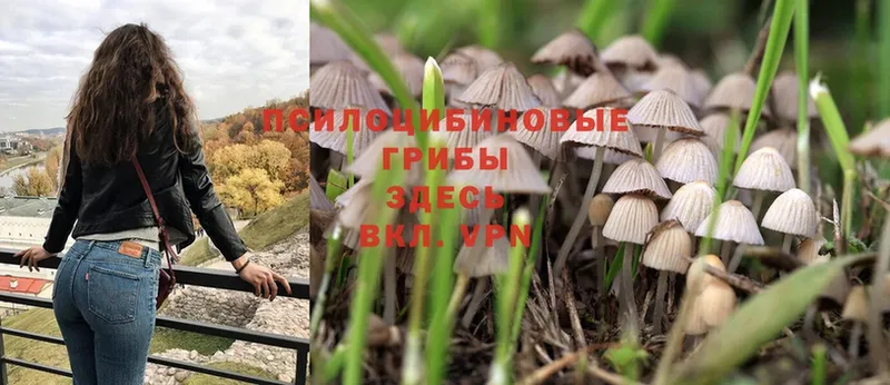 mega вход  Алдан  Псилоцибиновые грибы MAGIC MUSHROOMS 